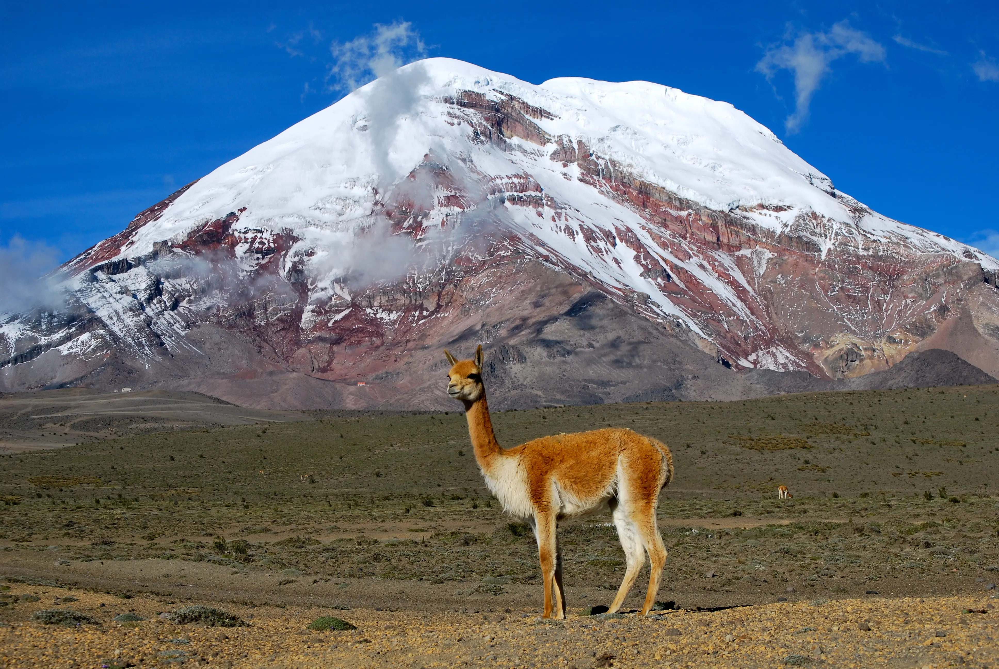Vicuñas en el Chimborazo